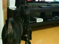 動画:逆襲の豆